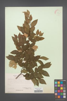 Carpinus orientalis [KOR 21263]
