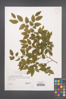 Carpinus orientalis [KOR 32508]