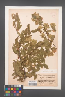 Carpinus orientalis [KOR 24673]