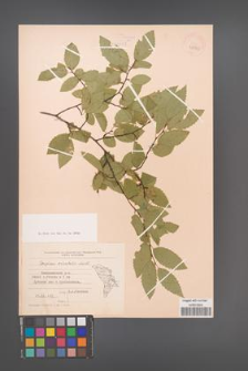 Carpinus orientalis [KOR 42943]