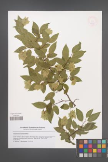 Carpinus orientalis [KOR 47826]