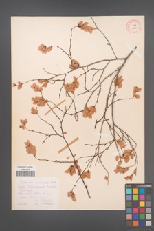 Carpinus orientalis [KOR 12457]