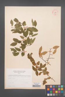 Carpinus orientalis [KOR 12488]