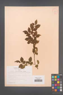 Carpinus turczaninowii [KOR 28281]