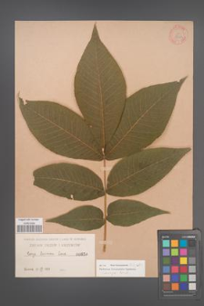 Carya laciniosa [KOR 33943]