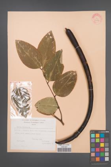 Cassia fistula [KOR 24267]