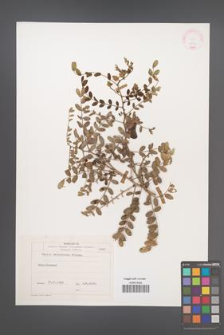 Cassia haloseriaca [KOR 25774]