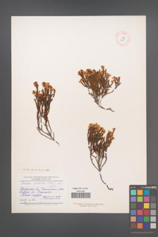 Cassiope ericoides [KOR 12501]