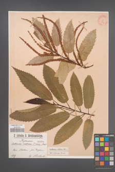 Castanea sativa [KOR 699]
