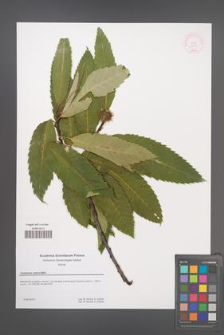 Castanea sativa [KOR 53933]