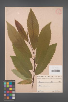 Castanea sativa [KOR 701]