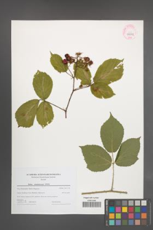 Rubus siemianicensis [KOR 44732]