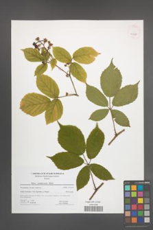 Rubus siemianicensis [KOR 41688]