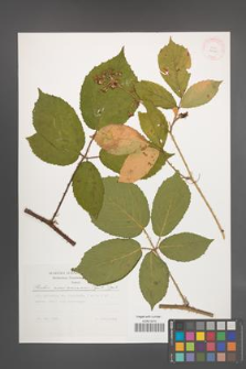 Rubus siemianicensis [KOR 29625]