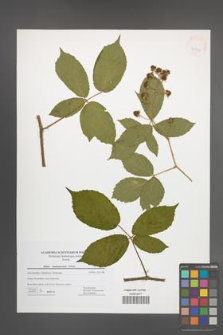 Rubus siemianicensis [KOR 42744]