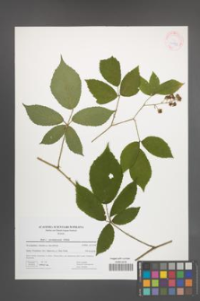 Rubus siemianicensis [KOR 41735]
