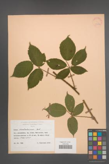 Rubus siemianicensis [KOR 47376]