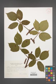 Rubus siemianicensis [KOR 29623]