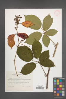 Rubus siemianicensis [KOR 29619]