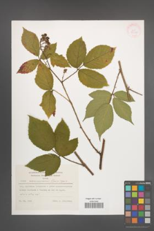 Rubus siemianicensis [KOR 29622]