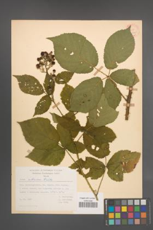Rubus silesiacus [KOR 27852]