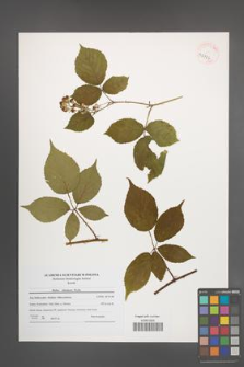 Rubus silesiacus [KOR 40724]