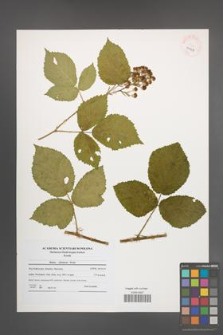 Rubus silesiacus [KOR 40718]