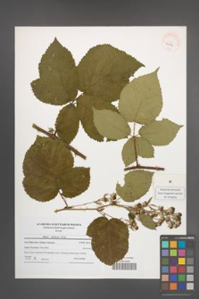 Rubus silesiacus [KOR 40719]