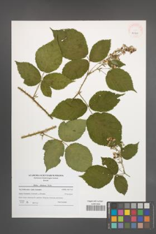 Rubus silesiacus [KOR 40720]