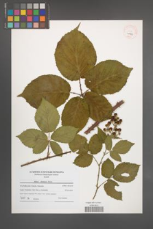 Rubus silesiacus [KOR 40549]