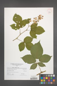Rubus silesiacus [KOR 40664]