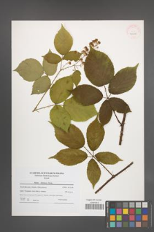 Rubus silesiacus [KOR 40688]