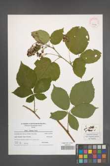 Rubus silesiacus [KOR 41085]