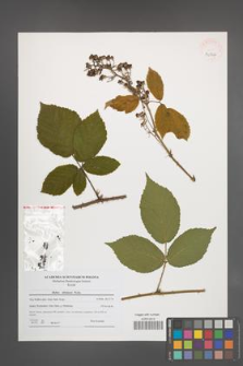 Rubus silesiacus [KOR 40764]