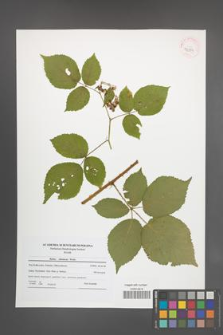 Rubus silesiacus [KOR 42009]