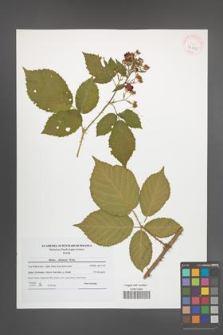 Rubus silesiacus [KOR 42003]