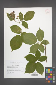 Rubus silesiacus [KOR 41998]