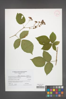 Rubus silesiacus [KOR 42046]