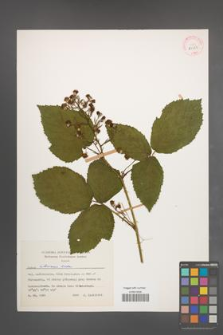 Rubus silesiacus [KOR 31523]