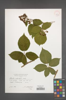 Rubus silesiacus [KOR 39932]