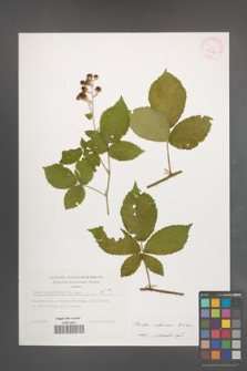 Rubus silesiacus [KOR 32278]