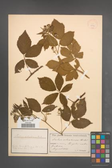 Rubus silvaticus [KOR 18576]