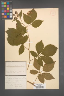 Rubus silvaticus [KOR 18575]