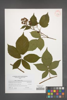 Rubus silesiacus [KOR 40567]