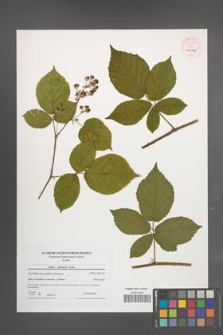 Rubus silesiacus [KOR 54457]