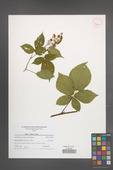 Rubus silesiacus [KOR 40681]