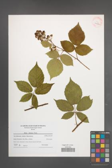 Rubus silesiacus [KOR 40682]