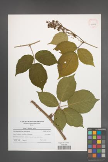 Rubus silesiacus [KOR 40917]