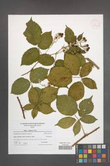 Rubus silesiacus [KOR 41806]