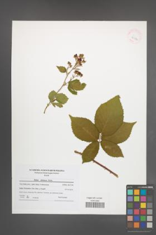 Rubus silesiacus [KOR 41584]